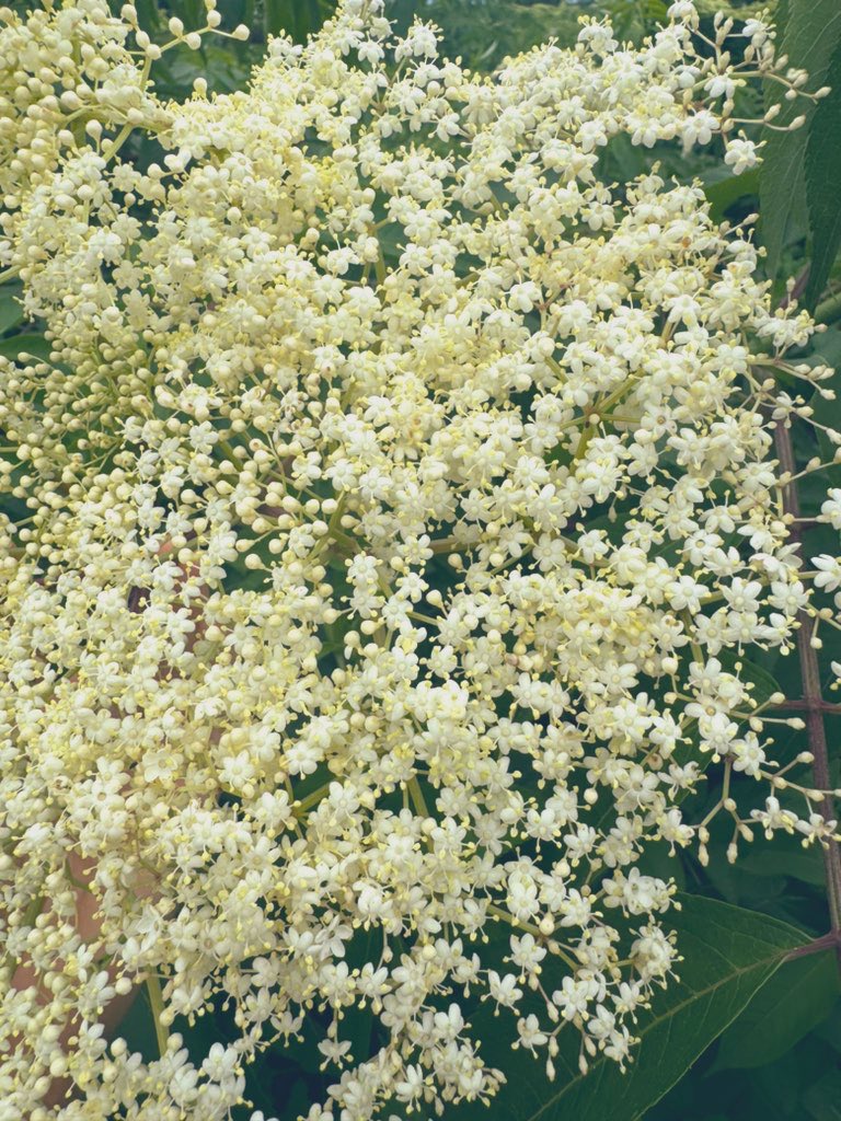 Been harvesting Elderflower for medicine🌼 This floral powerhouse supports respiratory health, boosts the immune system, and offers anti-inflammatory & antioxidant properties. We enjoy it in teas✨ #HerbalMedicine #Elderflower #NaturalHealth