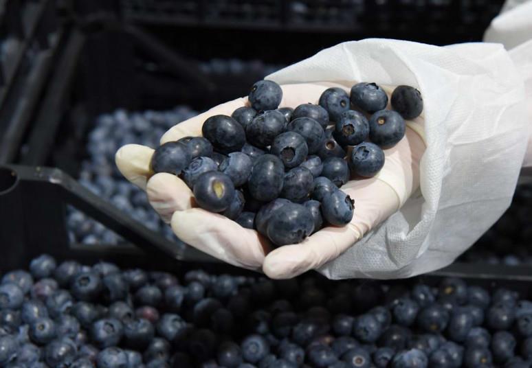 Fruitnet_SEE's tweet photo. China grants market access to Hungarian cherries and Serbian blueberries https://t.co/dFBo1qfRRp https://t.co/Qw1MQwvJAU