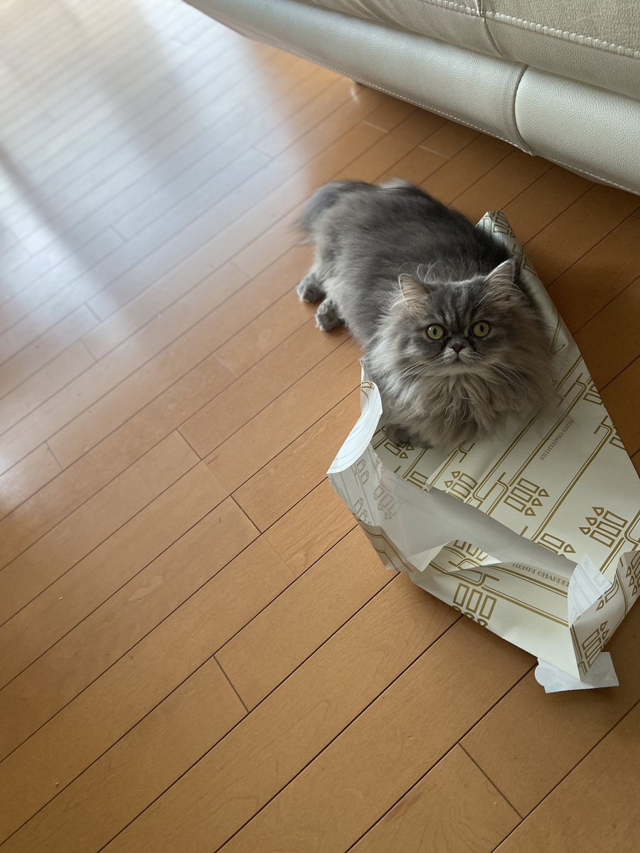 箱や袋にはとりあえず入るし、紙の上にはとりあえず乗る。

#ねこ #ミヌエット #猫好きさんと繋がりたい #猫あるある