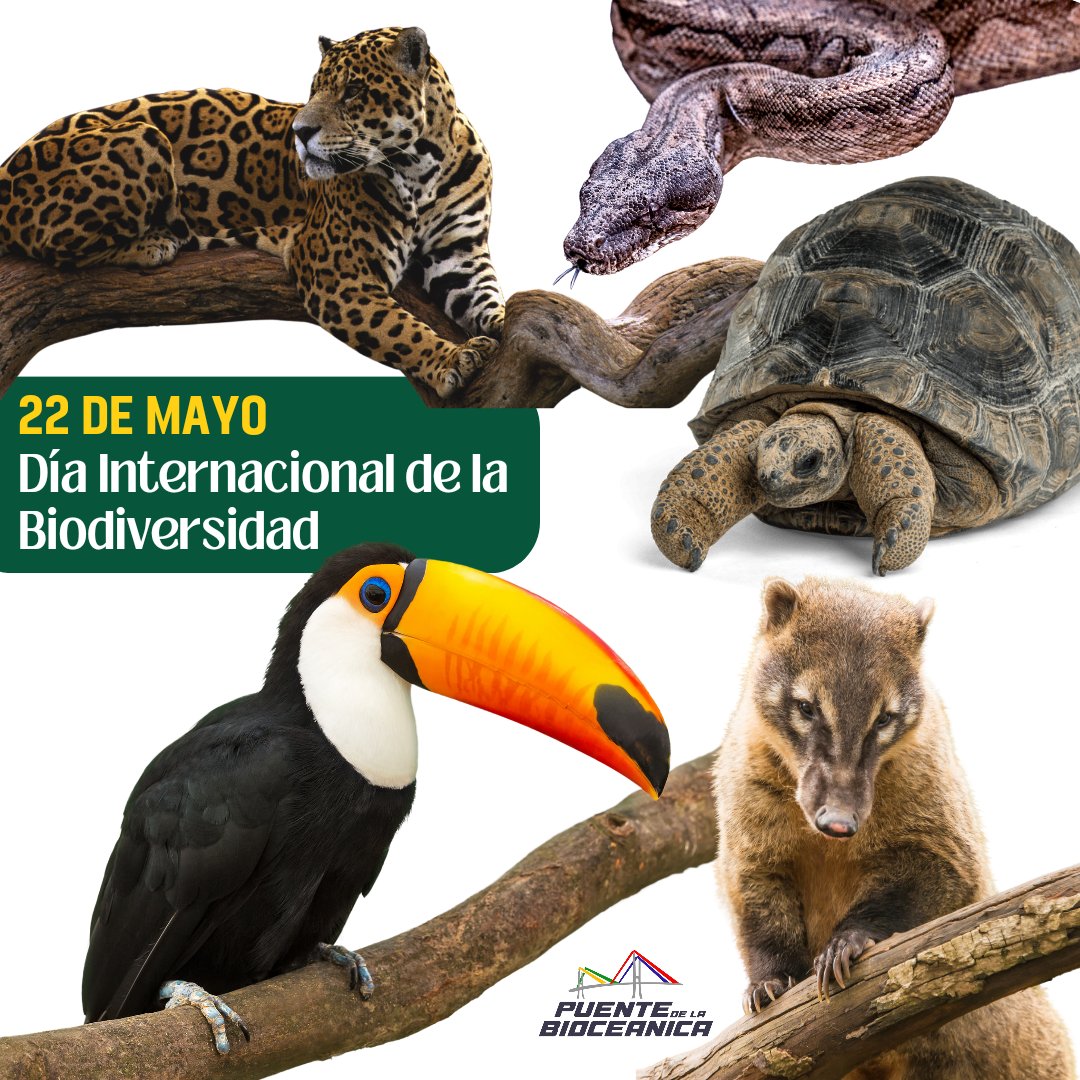 PBioceanica's tweet photo. 🍃 Las Naciones Unidas han proclamado el 22 de mayo como el 

🐗🦉 "Día Internacional de la Diversidad Biológica" 🐆🐢

para fomentar el conocimiento y la concienciación sobre los temas relacionados con la biodiversidad 🐊, la cual constituye el tejido vivo de nuestro planeta 🌎 https://t.co/I31hODgm9a