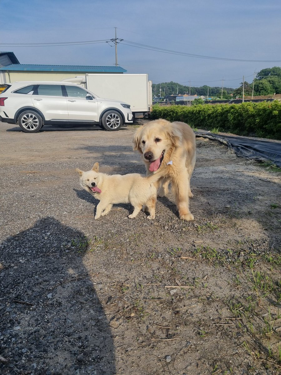 maygo32's tweet photo. 회사에 모르는 강아지가 찾아옴
만두랑 잘 놀고 갈 생각을 안함 https://t.co/lDYSbt26E7