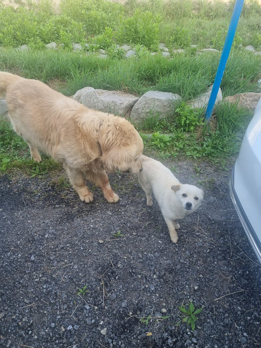 maygo32's tweet photo. 회사에 모르는 강아지가 찾아옴
만두랑 잘 놀고 갈 생각을 안함 https://t.co/lDYSbt26E7