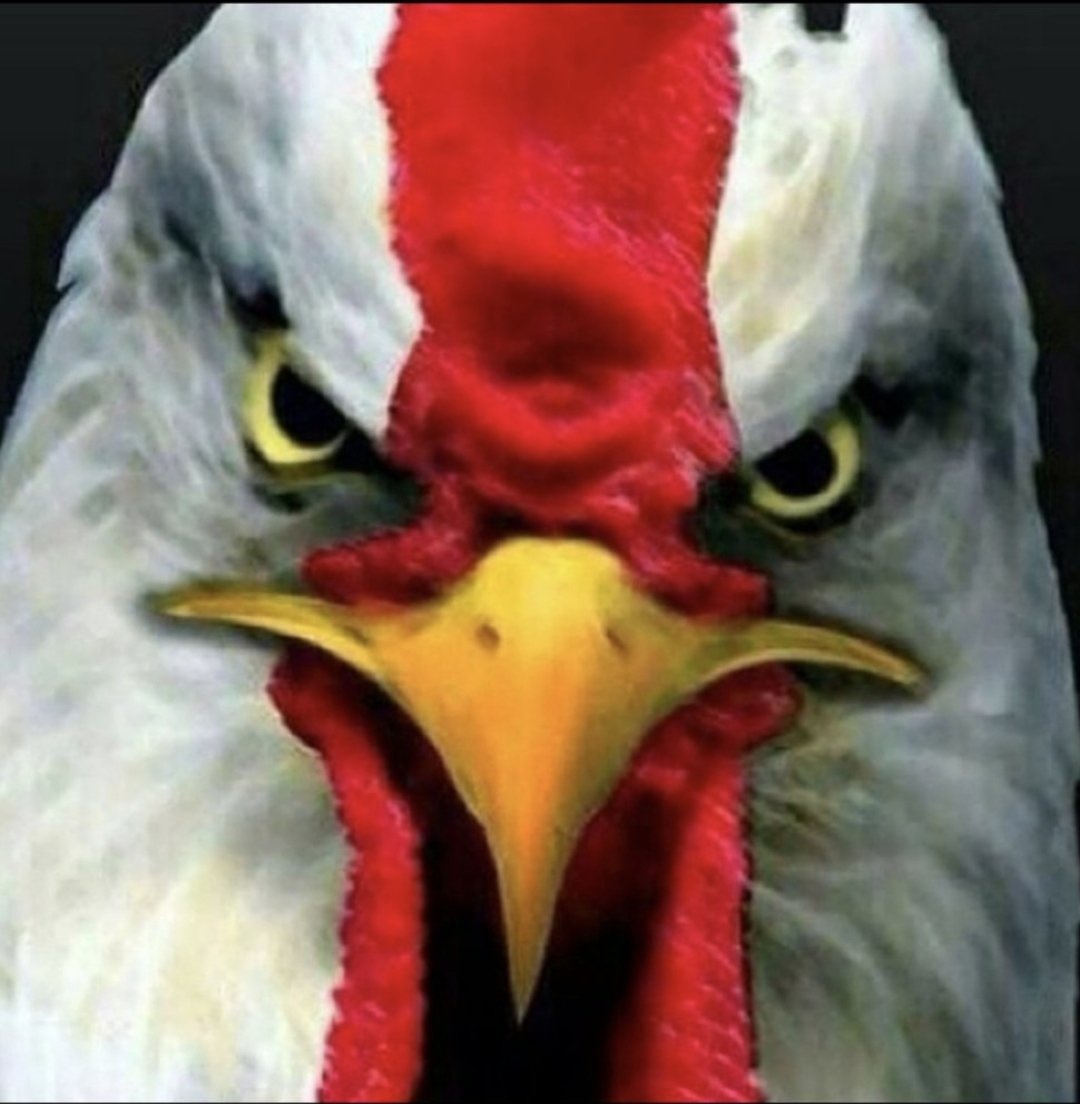 MichelCosta1979's tweet image. VAMO GALO!!!! #SPOxCAM