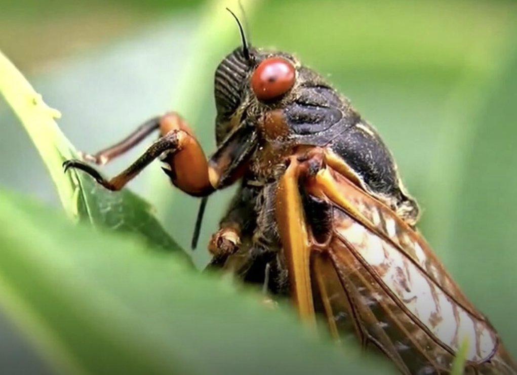 bugsonmars's tweet photo. This year, Brood XIX & X emerge, their first simultaneous appearance since 1803!
With a sound as loud as jet engines, these #cicadas use synchronized cycles to overwhelm predators.
Our CEO will witness this rare event firsthand. Will you?
#bugmars https://t.co/uhnPpYD1F0