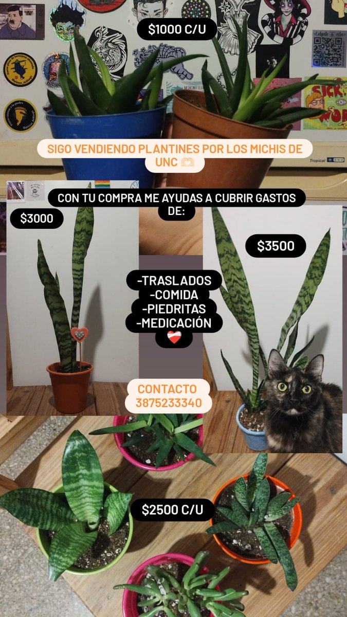 loreley_15's tweet photo. Se venden plantines para poder seguir ayudando a los michis de la colonia UNC. @VivireNuevaCba https://t.co/7NGDLdnGKd