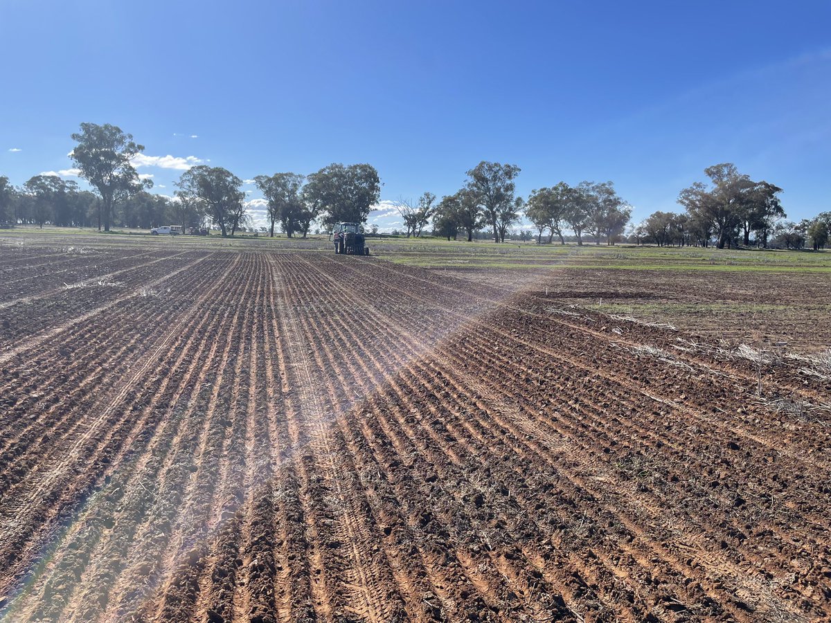 Rohan Leach (@rohanleach) on Twitter photo Temperate pasture demonstration has been sown at Parkes. Have also got a lime demo in the same paddock looking an ameliorating subsoil acidity. Should be a cracker of a spring field day! Thanks <a href="/newellm_matt/">Matthew Newell</a> for such a tidy job. Temperate pasture demonstration has been sown at Parkes. Have also got a lime demo in the same paddock looking an ameliorating subsoil acidity. Should be a cracker of a spring field day! Thanks <a href="/newellm_matt/">Matthew Newell</a> for such a tidy job.