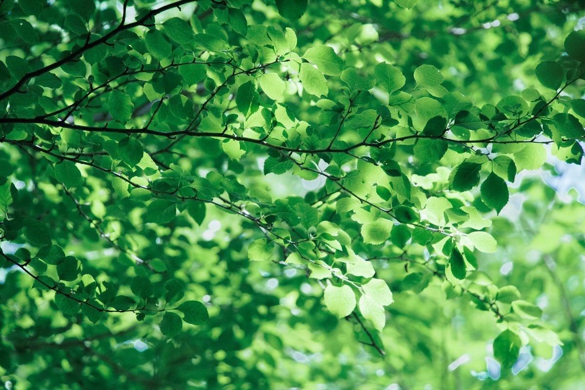 #green 
#forests 
#japan 
#四季
#NatureBeautiful 
#NaturalHealing 
#自然