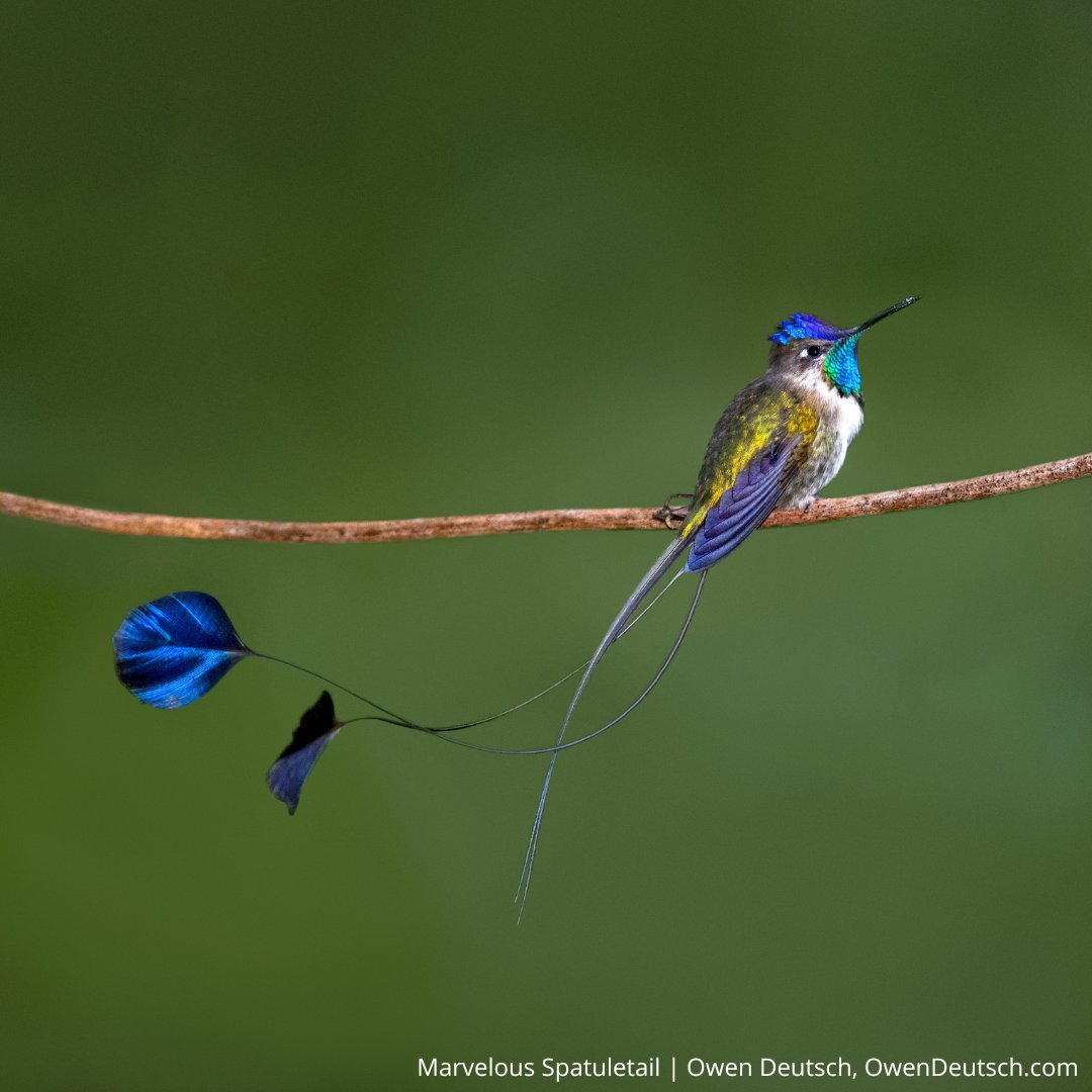 ABCbirds's tweet photo. 🌿 Happy International Day for Biological Diversity! We're thrilled to share exciting news from our long-time partner ECOAN, which is finding ways to breathe new life into one of the most biodiverse bird habitats in the world! 🦜
https://t.co/KYZxvkN7Ab #ColánAltoMayo #BirdScapes https://t.co/y9aLTQffHa