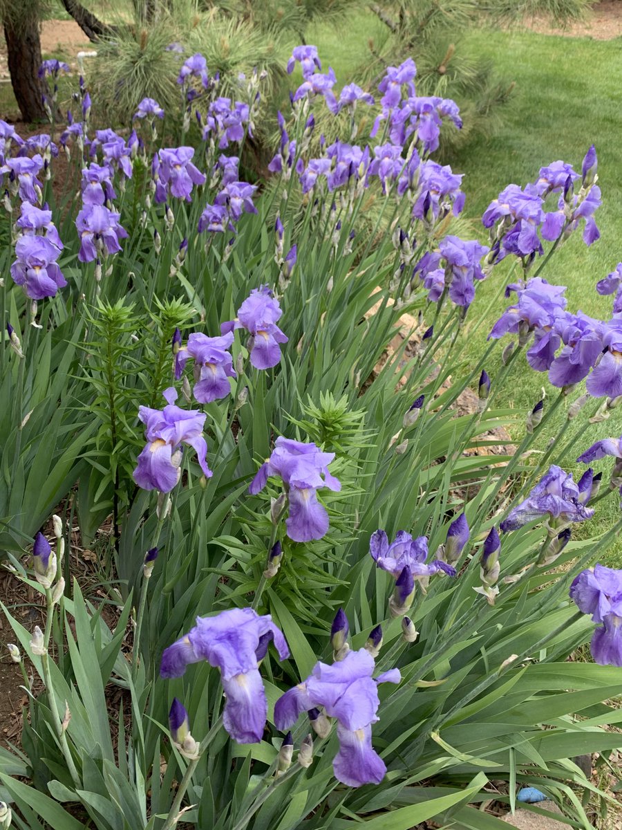 The irises busted out this week 😍