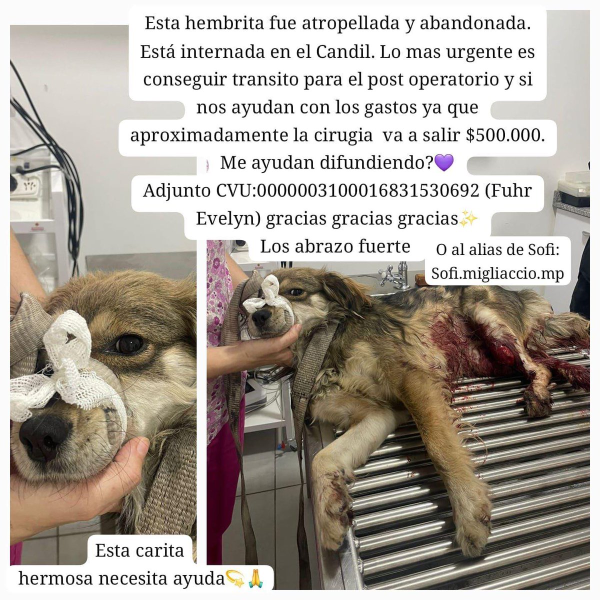 PaMiguelangelpa's tweet photo. #Urgente !!! Sofia encontró a esa perrita atropellada en Cipolletti, la rescató y la llevó a una veterinaria. Necesita ayuda para salvarla. Ayudamos con lo más mínimo? https://t.co/xc9mQDpNs6
