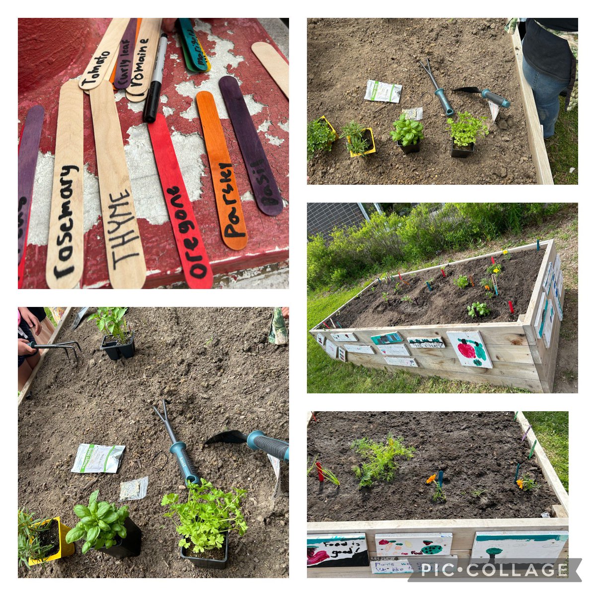 Grade 3 students planted the edible garden. They learned about what plants need to thrive and grow. Let’s nurture these plants and watch them grow and provide back to our community. #CHPSawesome