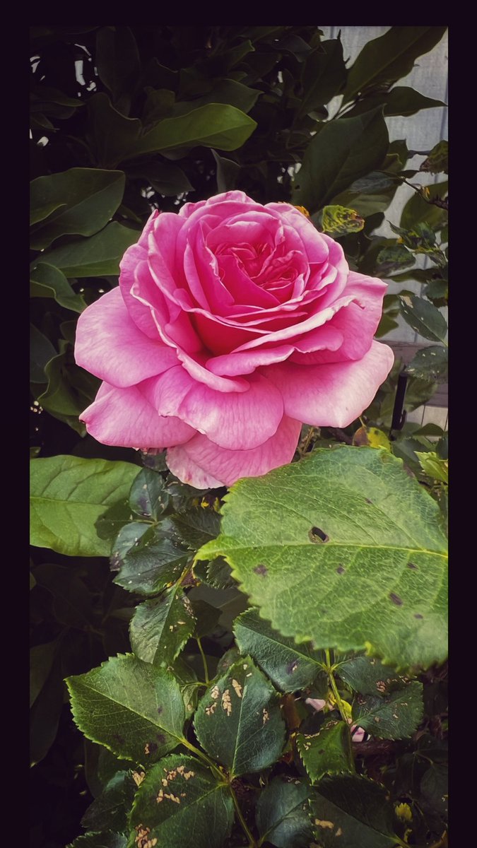 Plasmaticooze's tweet photo. From the garden 
#flowers #rose #GardenRoses #garden #pinkrose #photography #ArtistOnX https://t.co/AlSBsfOTmN