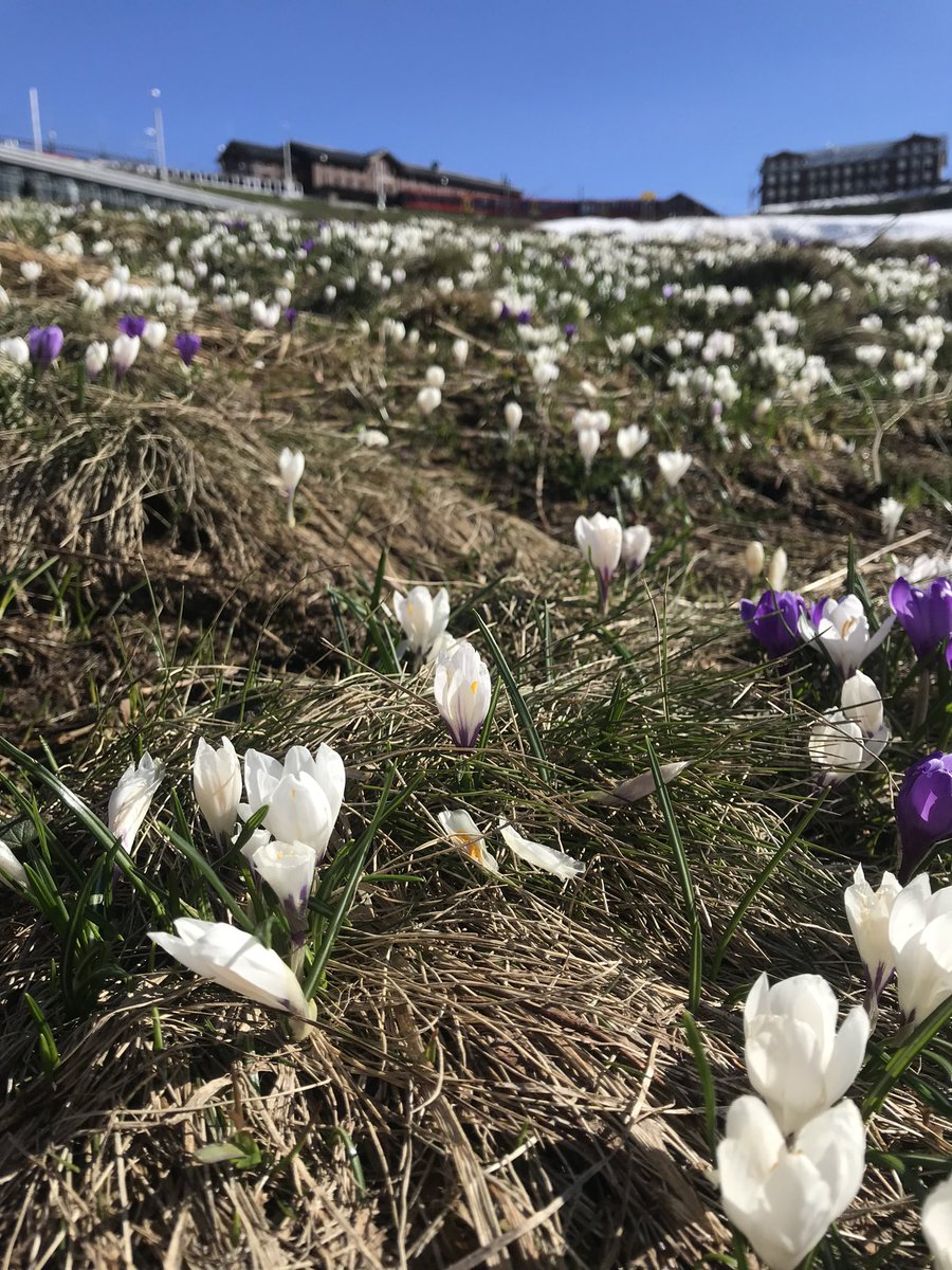 雪の間から顔を出すクロッカス。
山の上にも、春がやって来ました♪☺️🌼

 #ハイジの国スイスの写真🇨🇭
Kleine Scheidegg