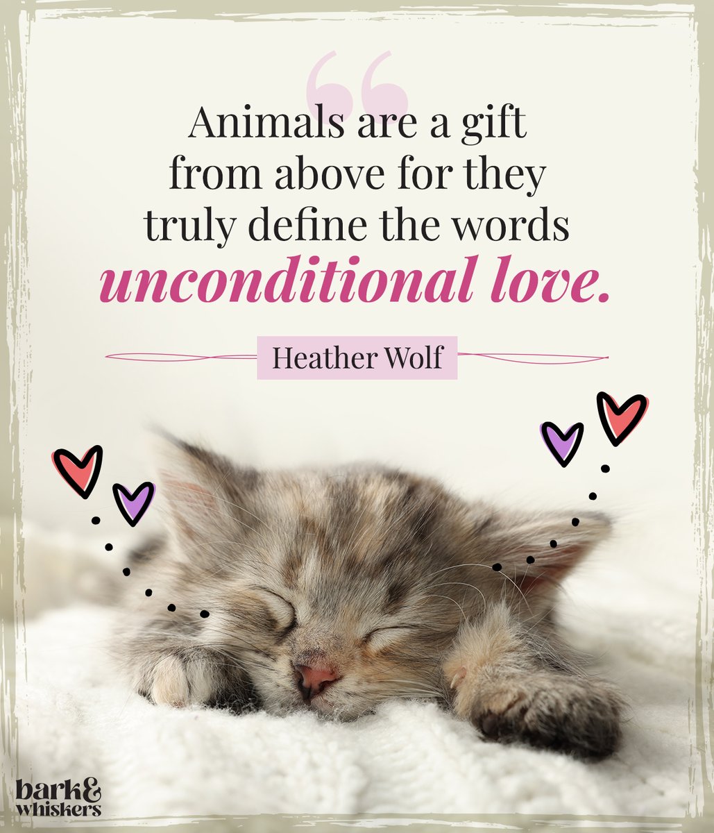 In the gentle eyes of our pets, we find the purest form of love. 💗

#PetLove #UnconditionalLove #barkandwhiskers