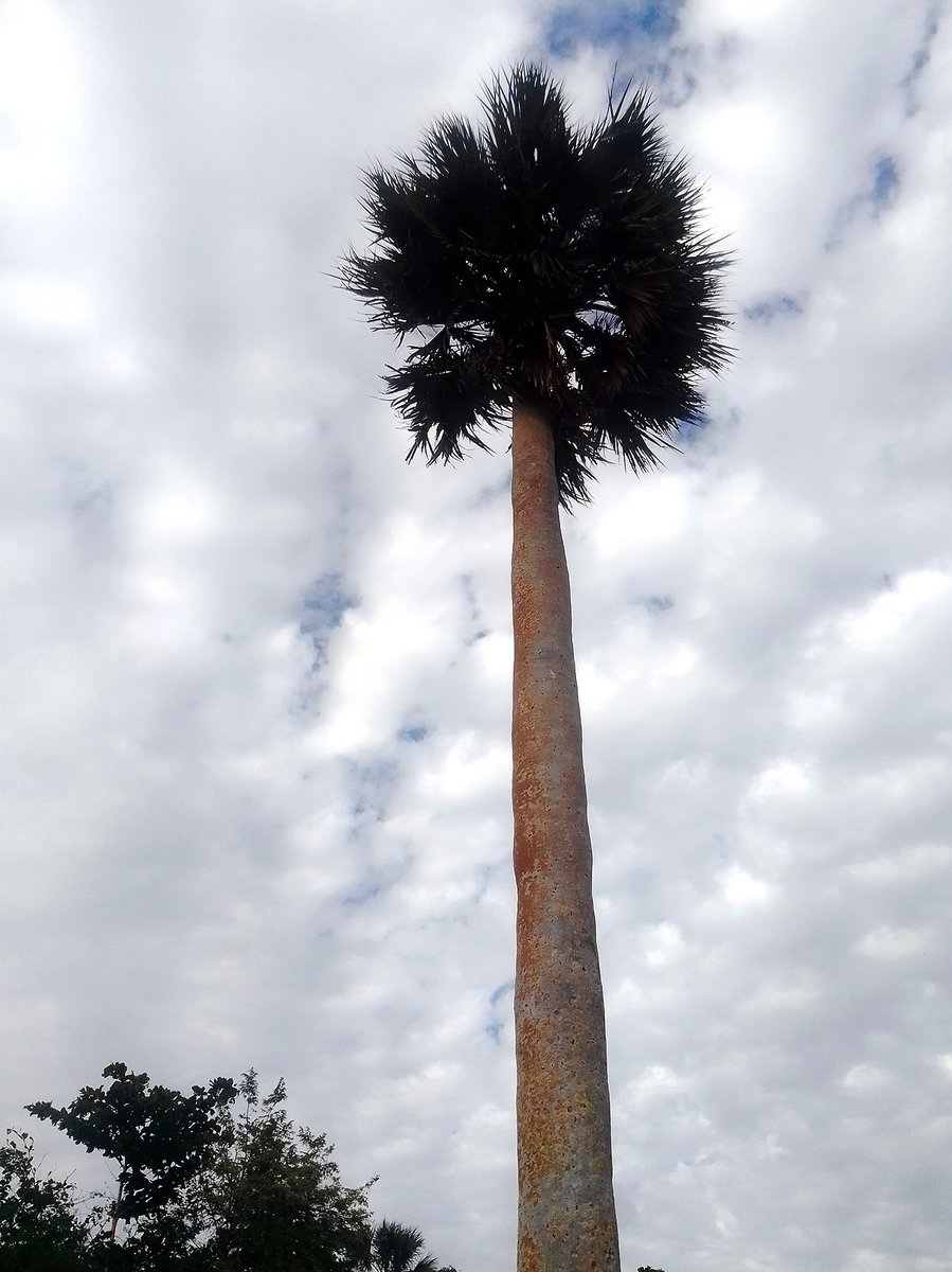 #CubaEsBella Hermosísimas, tiernas pero imponentes nuestra palmas.