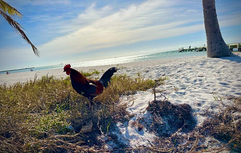 bldammann's tweet photo. I’m a finalist in Key West Collection by Riley’s Story Contest. Help me rally votes: https://t.co/mR83qXLxSF https://t.co/3j0mmVz4uy
