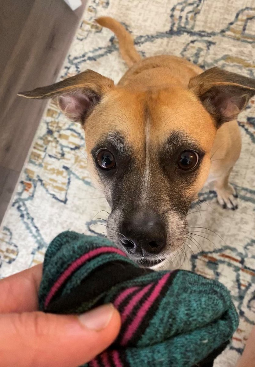 May is National Pet Month and we're taking this opportunity to highlight some of our honorary employees. 🐦🐶🐟😺 Meet Lilo, a pup who loves to bark at every single person walking by. Hobbies include stealing socks from the laundry basket and directly off of peoples’ feet.