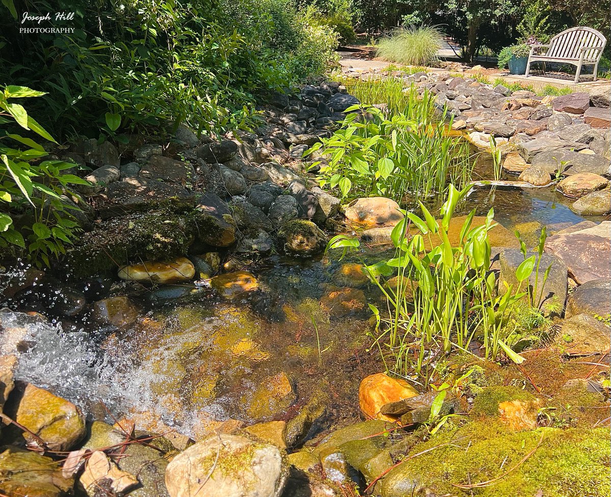 Sandhills Horticultural Gardens🏞
Photo By: Joseph Hill🙂📸

#SandhillsHorticulturalGardens 
#garden #stream #nature 
#spring #beautiful #peaceful 
#NaturePhotography 
#PinehurstNC #VisitNC #May