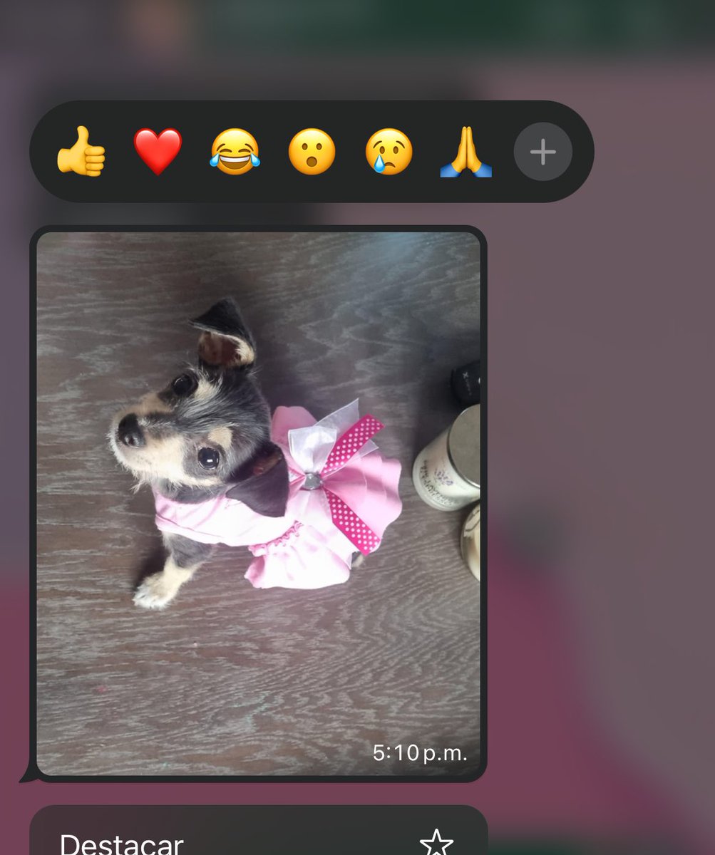 valeryarent's tweet photo. yo no tengo mascotas pero posteo las de mis amigos que me comparten 🥹🤍
#PetsCacheXPremiosHeat https://t.co/25q2L44gbl