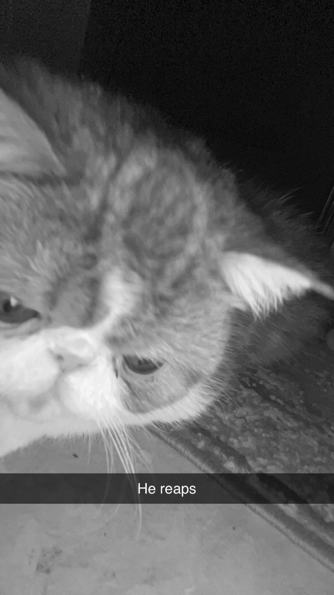 El(i) Chapo (@elidavenport25) on Twitter photo 