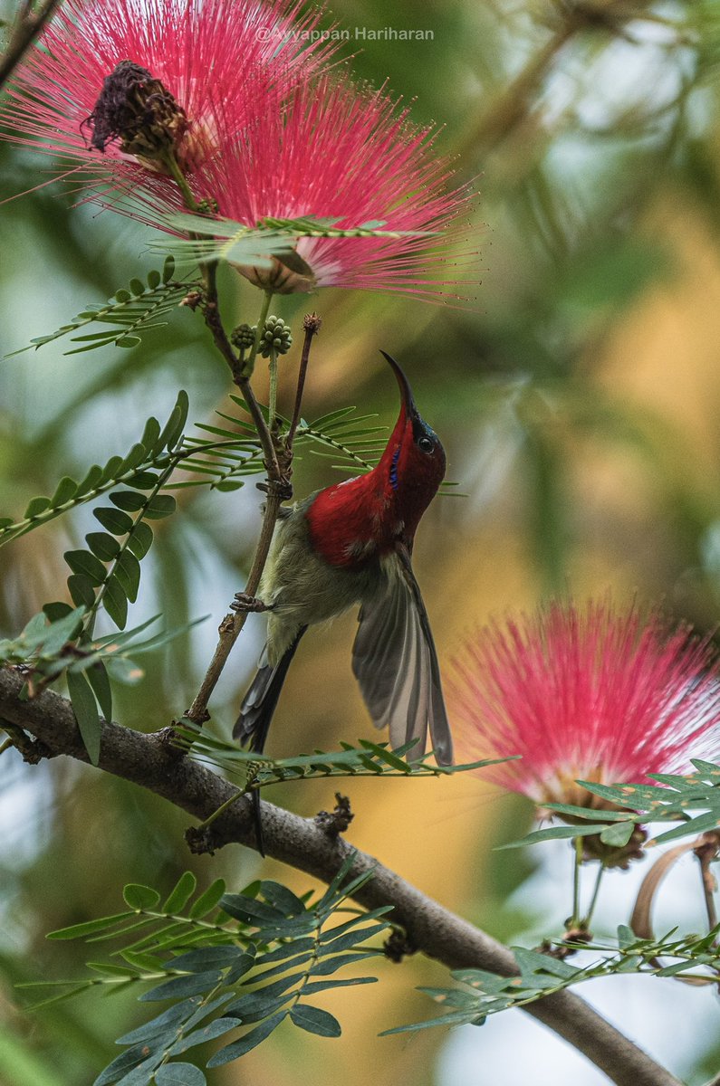 Crimson Sunbird Powder puffs are a bird magnet. Pic taken at Ramnagar. #IndiAves #BBCWildlifePOTD #natgeoindia #SonyAlpha #ThePhotoHour @UTDBofficial