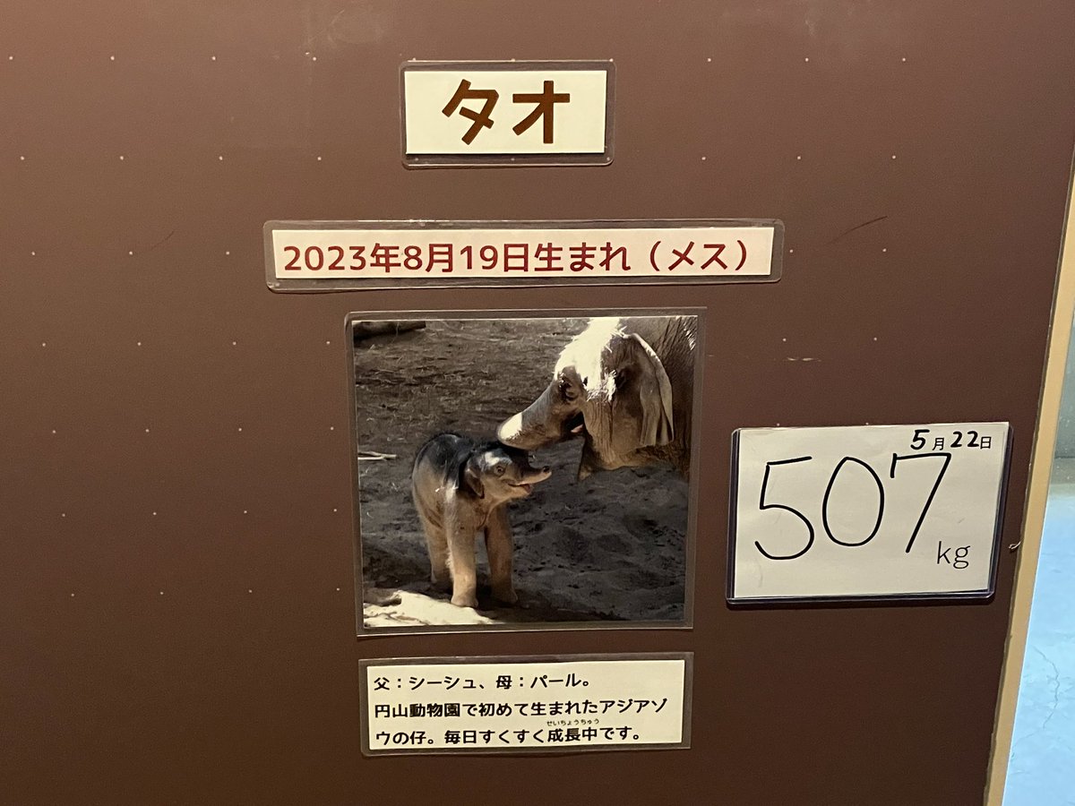 0.5t超えました🐘

20240523:#アジアゾウ:#タオ
#円山動物園