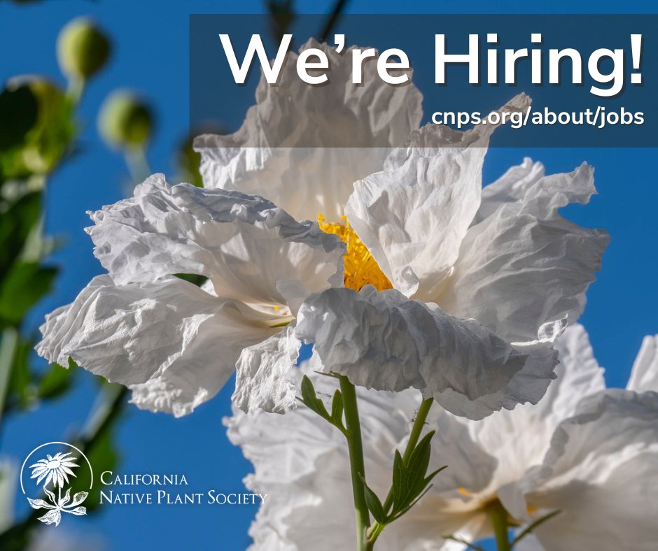 We’re #hiring! 🌿💼

We’re looking for a #PublicationsEditor to create and share #NativePlant stories that inspire and educate.  

Spread the word and apply by June 30: bit.ly/cnpsjobs-t 

#GreenJobs #EditorialJobs