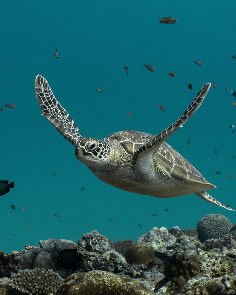 🐢 Let's shell-ebrate our slow and steady friends today on World Turtle Day! 🌍🎉 Let's dive into the world of turtles and honour their unique journey on this special day. 🌊💚⁠
.
.
.
.
.

#WorldTurtleDay #TurtlePower #ShellYeah