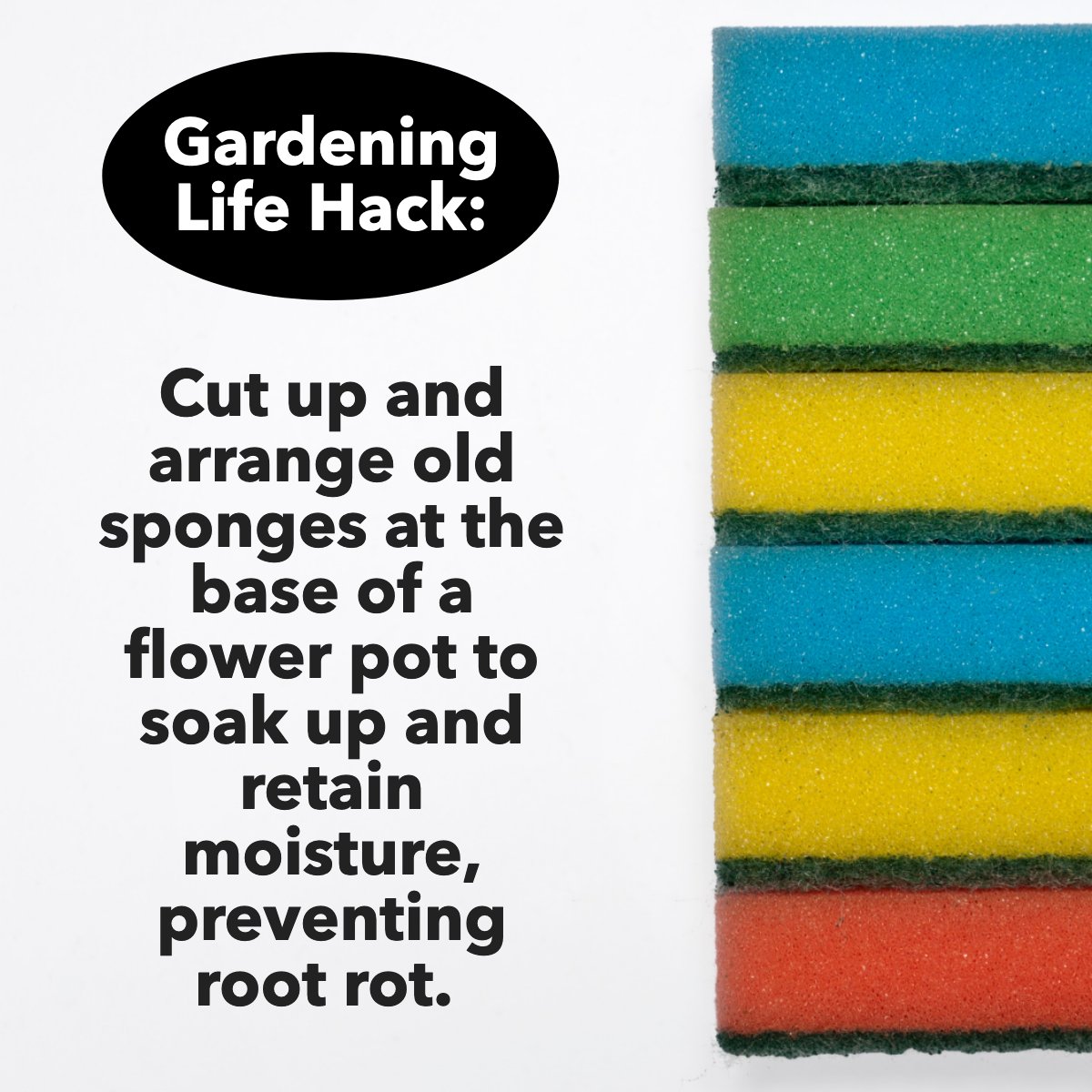 Healthy Plant Hydration.

The sponge acts as a water reserve and keeps soil moist longer. They also help prevent water from flushing out the bottom. 💧🌼💧

#ecofriendly #recycle #flowerpot #sponges #diy #gardeningtip #protip

 #MVPRealty #Jayneyardenrealtor