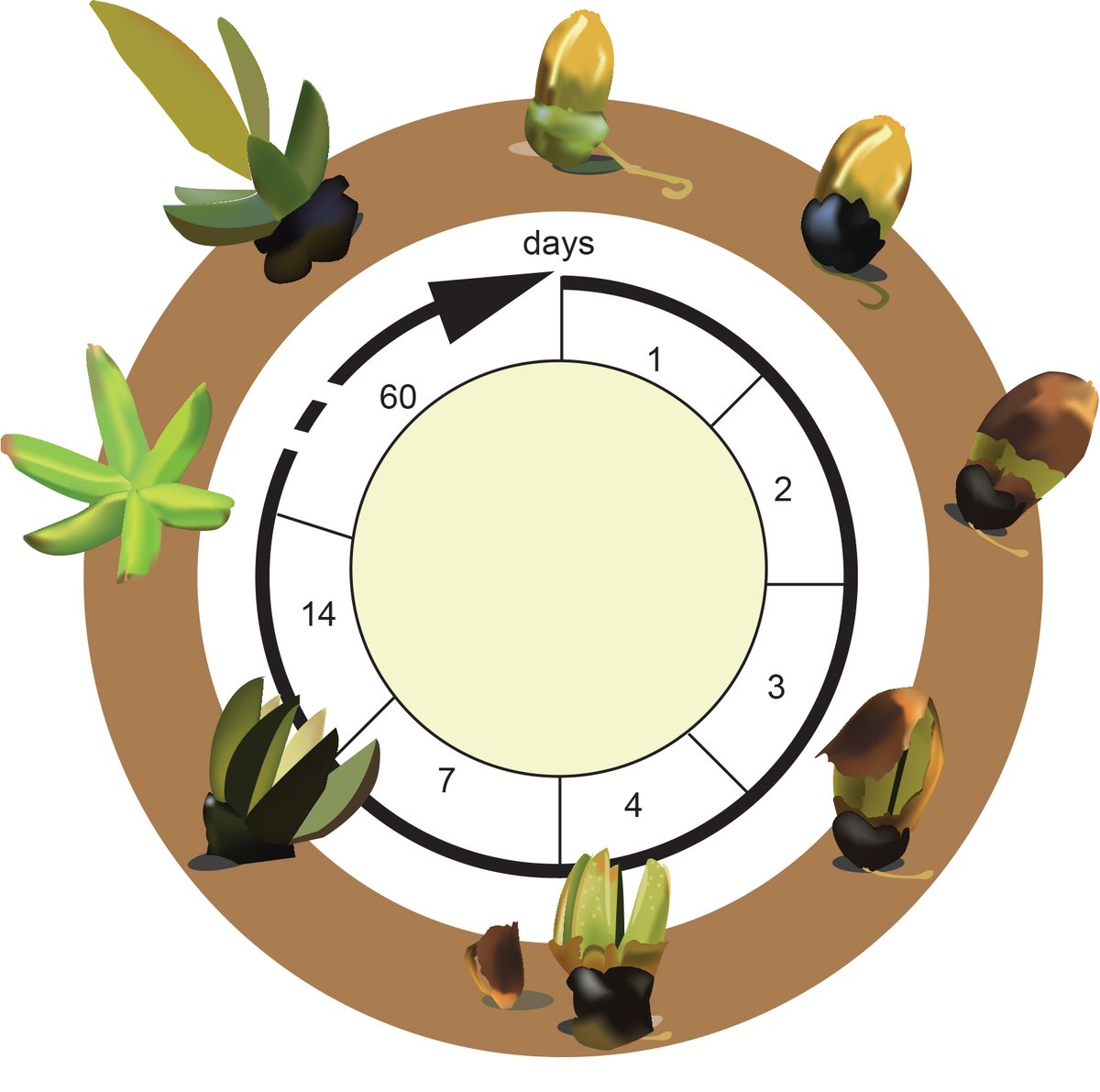 PacoOrnelas8's tweet photo. The final version of latest article is now available online “Insights into mistletoe seed germination: A study of hemiparasitic Psittacanthus Mart. (Santalales: Loranthaceae) mistletoes” | Flora | https://t.co/MkmDVJrplb | @ELSenviron | #parasiticplant #botany | @Conahcyt_MX https://t.co/eXWnHKSzUF