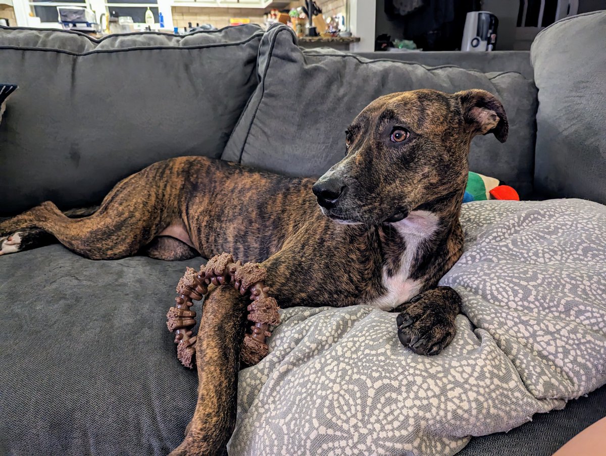 It's important to keep chewy toys handy for thunderstorm anxiety