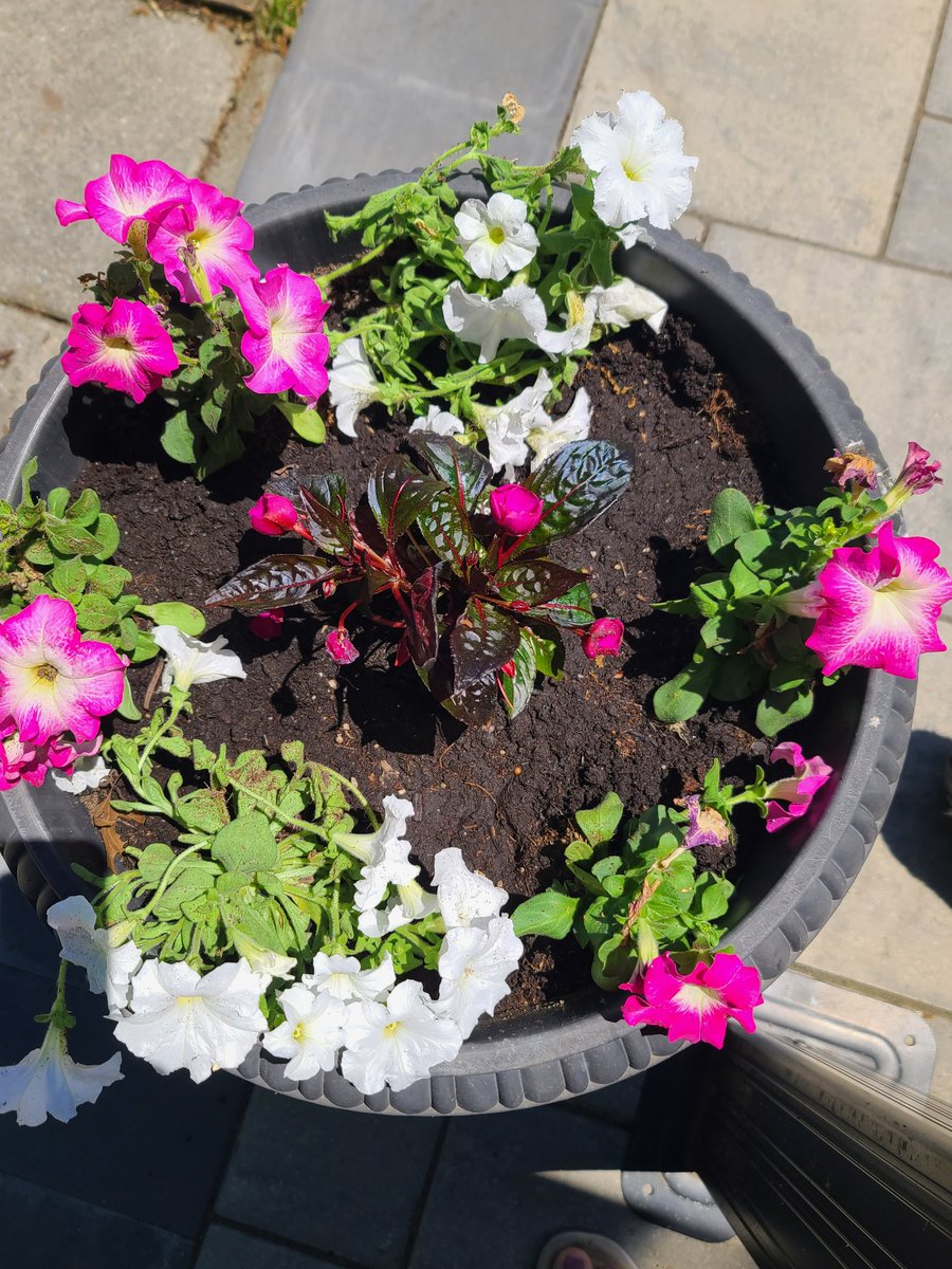 Lioness0807's tweet photo. Planted some flowers https://t.co/lbATLgjjeT