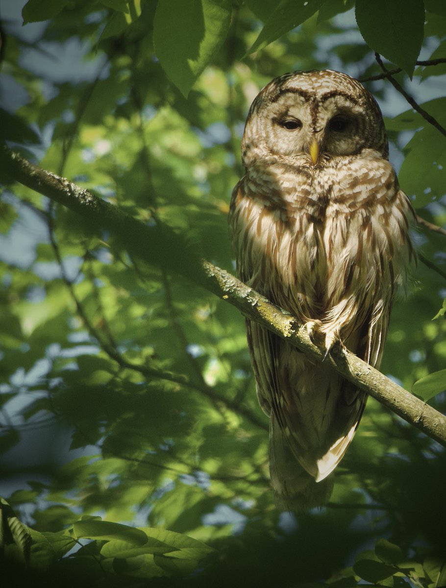 Good Night. #Nature #Wildlife #Owls #Photography #TwitterNatureCommunity #NaturePhotography