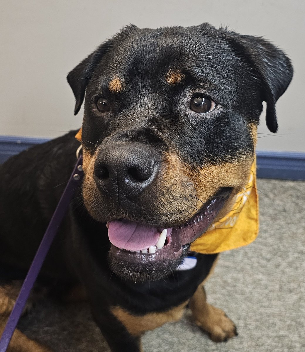 Chesnyy has determined it's raining. 

She may have a future as a #Weatherdog after all!

#XDogs #DogsOfX