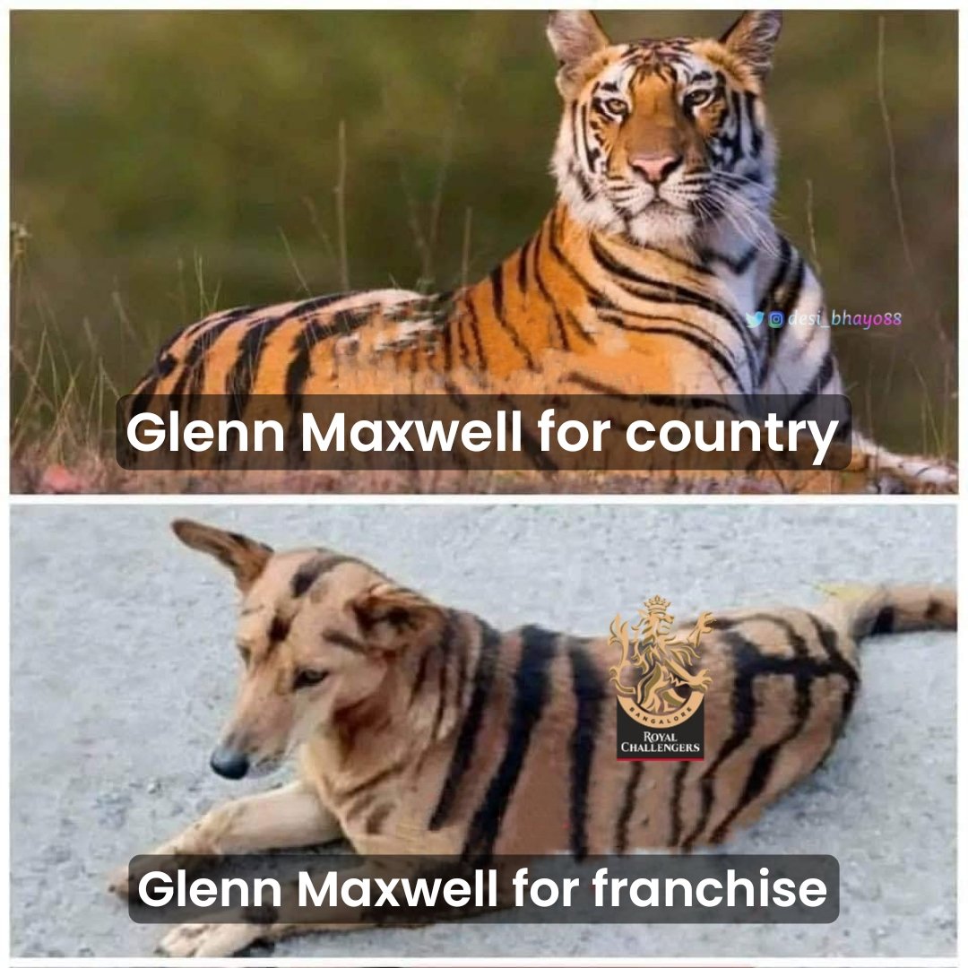 AjitKum40195470's tweet photo. Glenn Maxwell duck 😭🤡
#RCBvsRR #DineshKarthik #Kohli 
#Maxwell #CongratulationsRR #Eliminator #SRHvsRR #sanjusamson #RCB #IPLQualifier2 #rcbvsrr https://t.co/qi3BOZe5GM