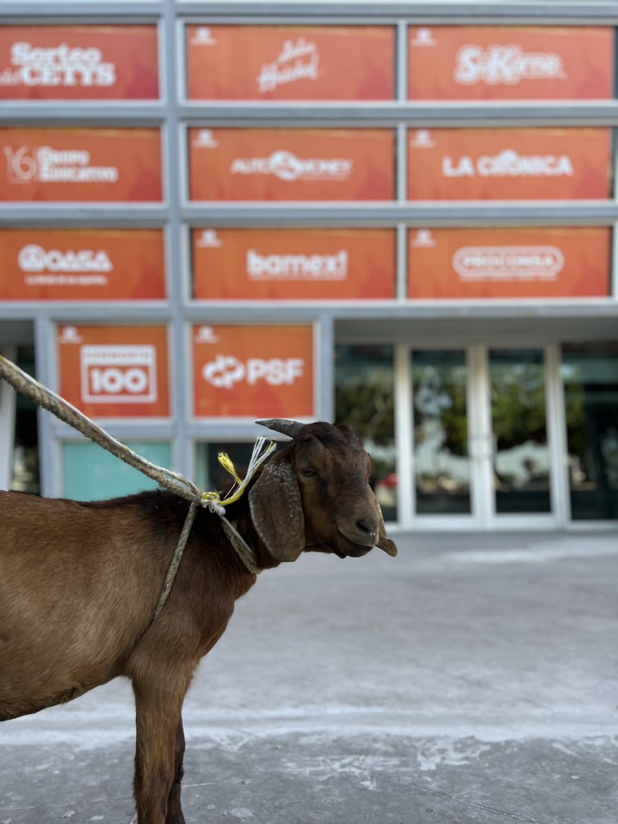 ⚠️ULTIMA HORA⚠️ El día de hoy acudió un GOAT a firmar contrato en las instalaciones del Auditorio PSF 🐐. 👀Dicen que se llama Luke 🫡. En unos momentos más información…. #ElVerdaderoNorte #Mexicali