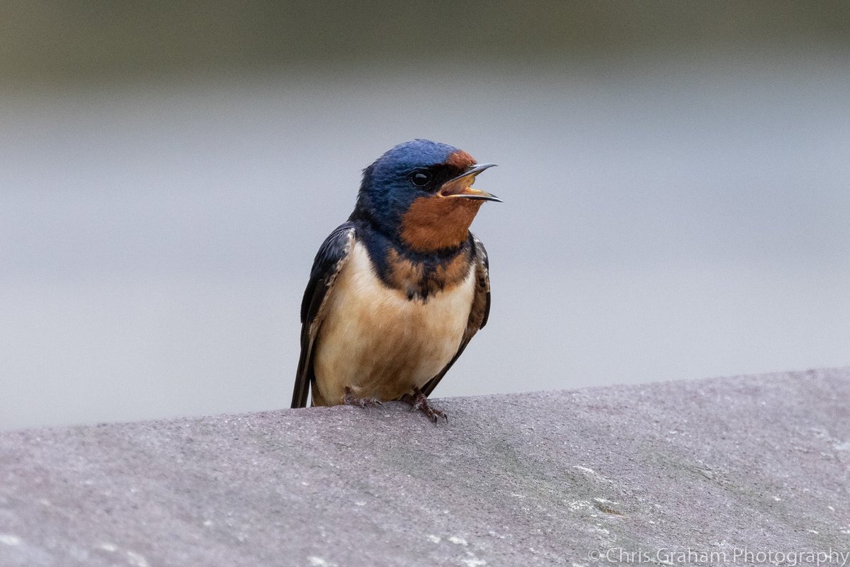 Barn swallow singing to me. #CTNatureFans