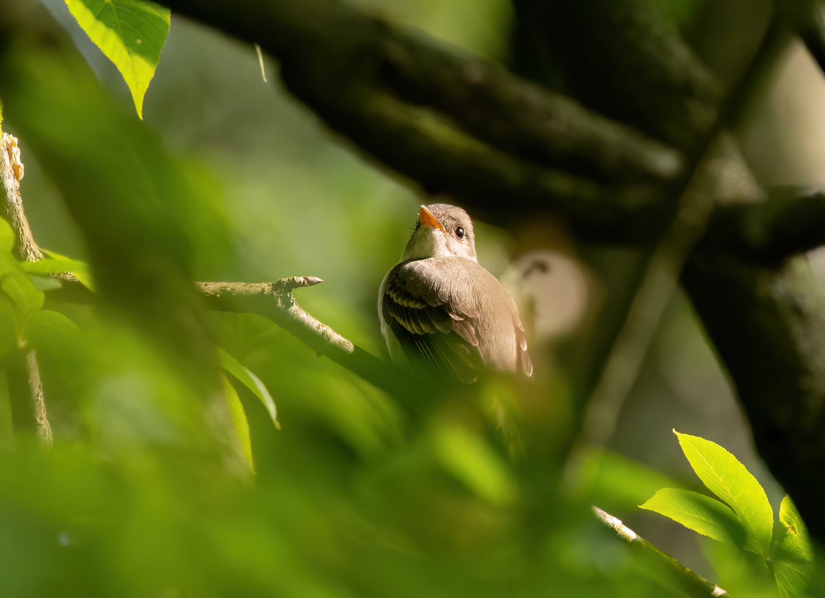 hyperlitebyerly's tweet photo. Eastern Wood-Pewee 😍 https://t.co/vgftZlkjWK