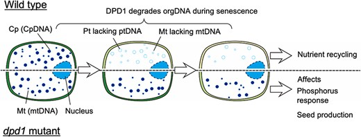 From PCP Latest Issue (65-4): Special Issue-Review🧬
Plastid Inheritance Revisited: Emerging Role of Organelle DNA Degradation in Angiosperms
Wataru Sakamoto and Tsuneaki Takami
doi.org/10.1093/pcp/pc…