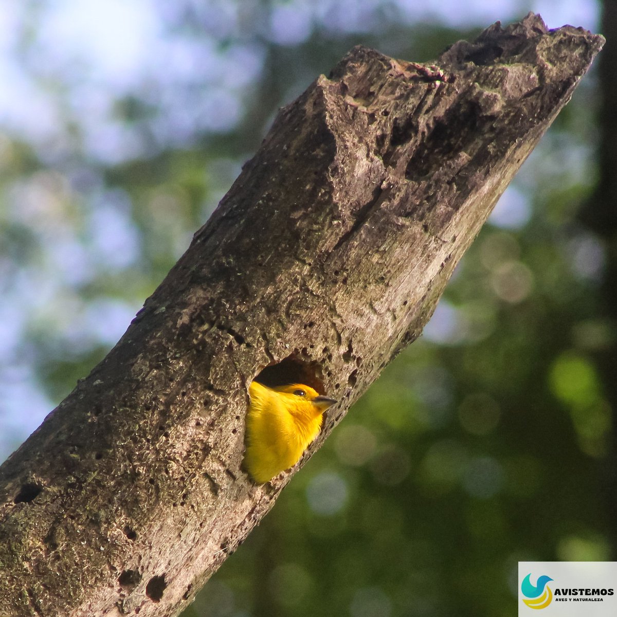 🇨🇴Canario
🆔Sicalis flaveola ssp flaveola 
🇺🇲Saffron finch 
👨‍👩‍👧Familia: Thraupidae
Instagram: @avistemosaves
#cumaralbiodiversa #BirdPhotography #Birding #Birdwatching #WildlifePhotography #NaturePhotography #BirdsOfInstagram #FeatheredFriends #BirdSoaring #AvianBeauty