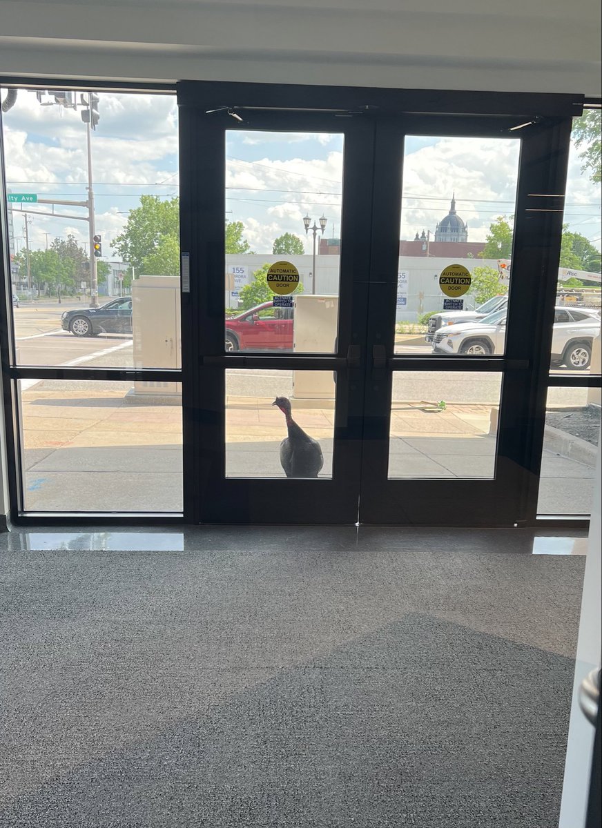 The #Capitolturkey stopped by <a href="/MinnesotaCities/">League of Minnesota Cities</a> today to check on progress on law summaries. He responsibly used the crosswalk at University and Rice to get back to campus. #mnleg
