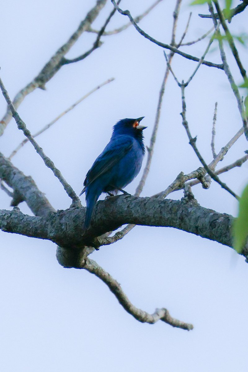 A pair of "blue birds" I captured with my camera on a recent hike. That's an Eastern bluebird on the fence and an indigo bunting singing up a storm.