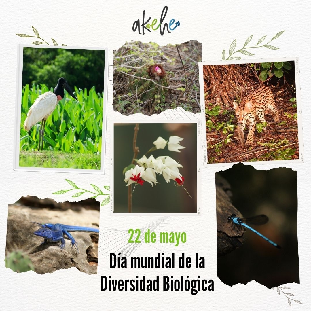 22 de mayo
Día mundial de la Diversidad Biológica 
🦩🐍🦥🐒🐞🐛🦟🐙🐌🦗🦂🦀🦀🐠🐬🌻🦈🦆🐦🦦🐆🦇🦔🐿️🦨