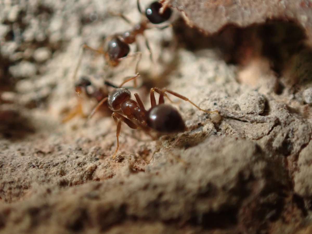 ハヤシケアリ（Lasius Hayashi）2/276