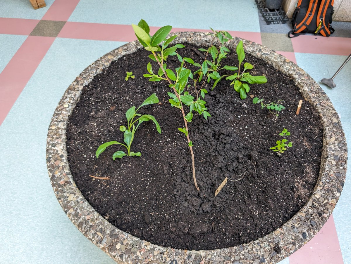 Floriane Lévéder (@florianetsering) on Twitter photo So happy about ecoteam and ISA collaboration with knowledge-keeper Marlene - today we did medicine walks at Fletcher wildlife garden and brought lots of #Indigenous plants back for our atrium planters <a href="/ocsbEco/">ocsbECO</a> <a href="/StPeterOCSB/">St. Peter High School</a> <a href="/ocsbindigenous/">OCSB Indigenous Ed</a> 🌱🌱 So happy about ecoteam and ISA collaboration with knowledge-keeper Marlene - today we did medicine walks at Fletcher wildlife garden and brought lots of #Indigenous plants back for our atrium planters <a href="/ocsbEco/">ocsbECO</a> <a href="/StPeterOCSB/">St. Peter High School</a> <a href="/ocsbindigenous/">OCSB Indigenous Ed</a> 🌱🌱