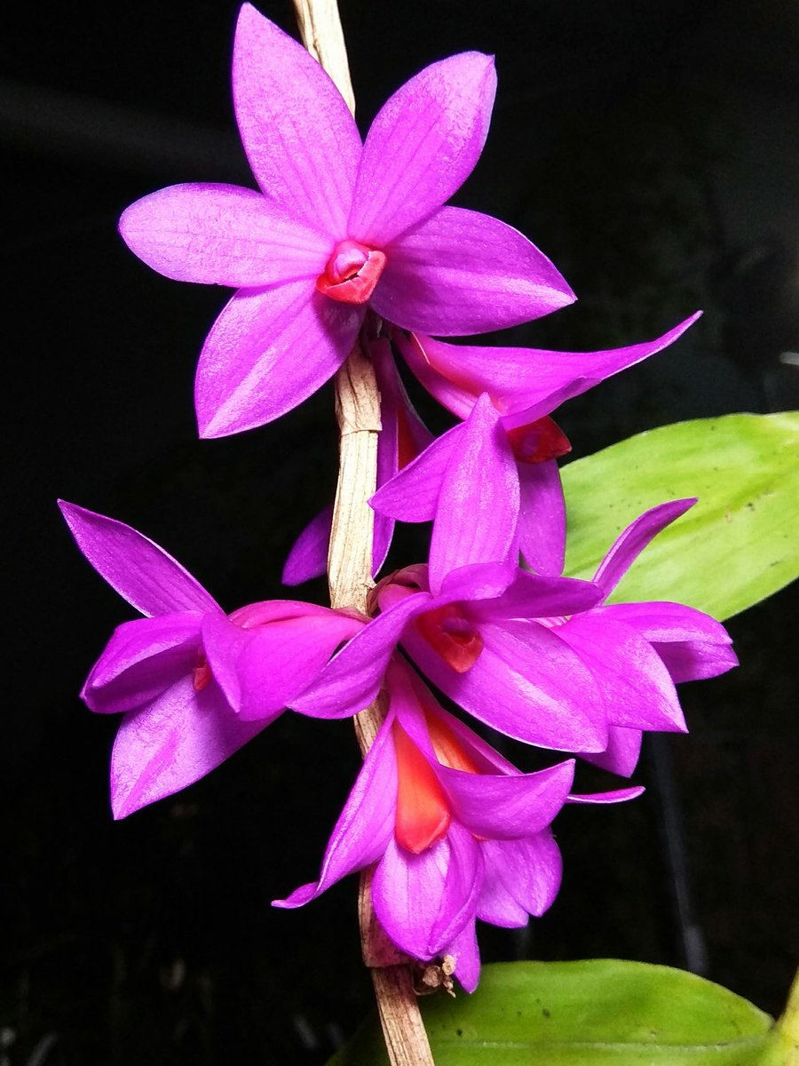 Dendrobium sulawesiense 

#orchids #plants