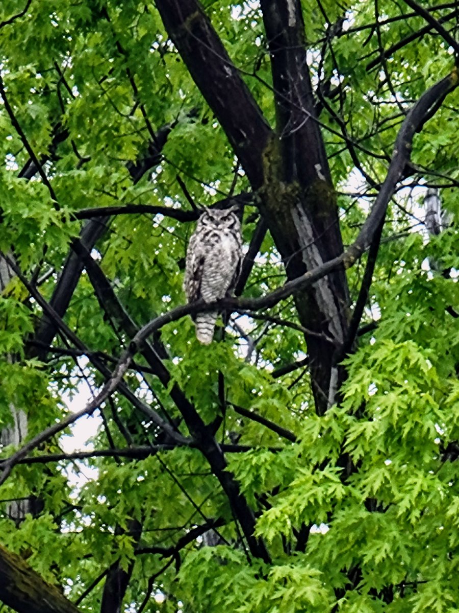 It's pouring and has been for hours.  Mom is standing guard and the owlets are tucked into a dry nook. Babies are in the upper right. 
Walking outside and having a giant predator staring at you is disconcerting. 
Not sorry for all the owl pics, they're so cool.