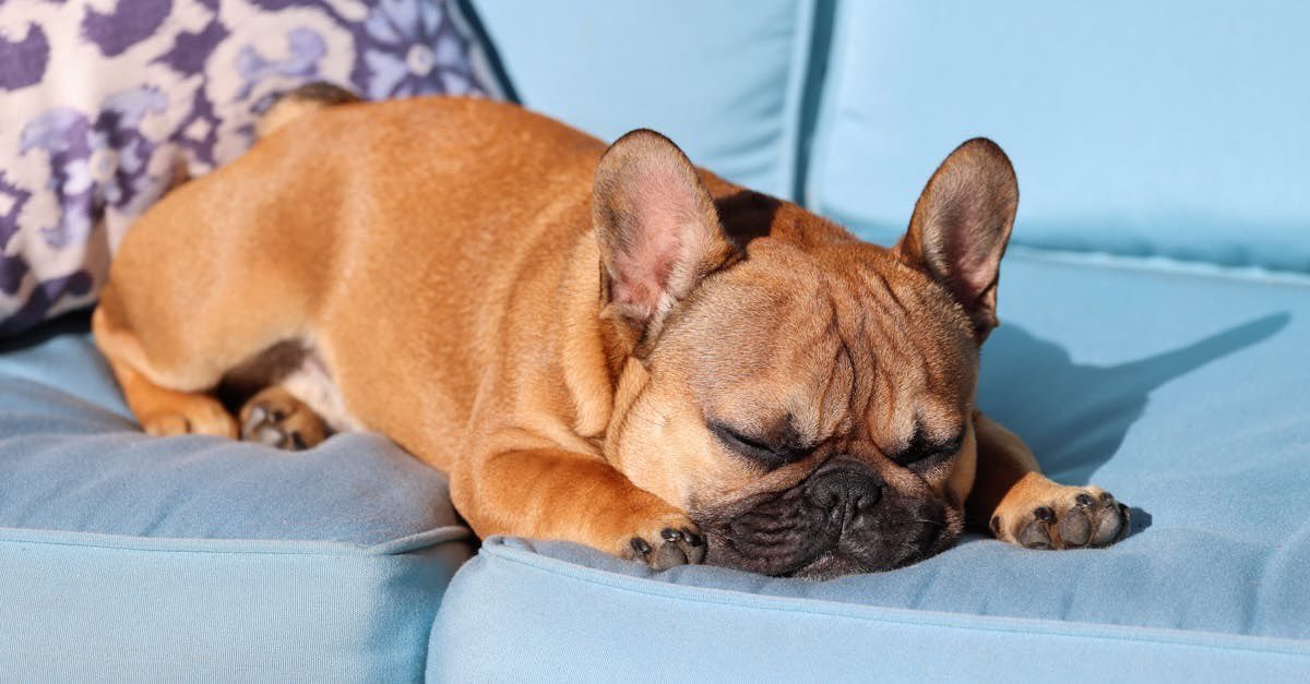 Taking a nap like a true champion. This dog really knows how to savor life's simple joys. We could all learn a bit from this. #RelaxationMode #DogLife