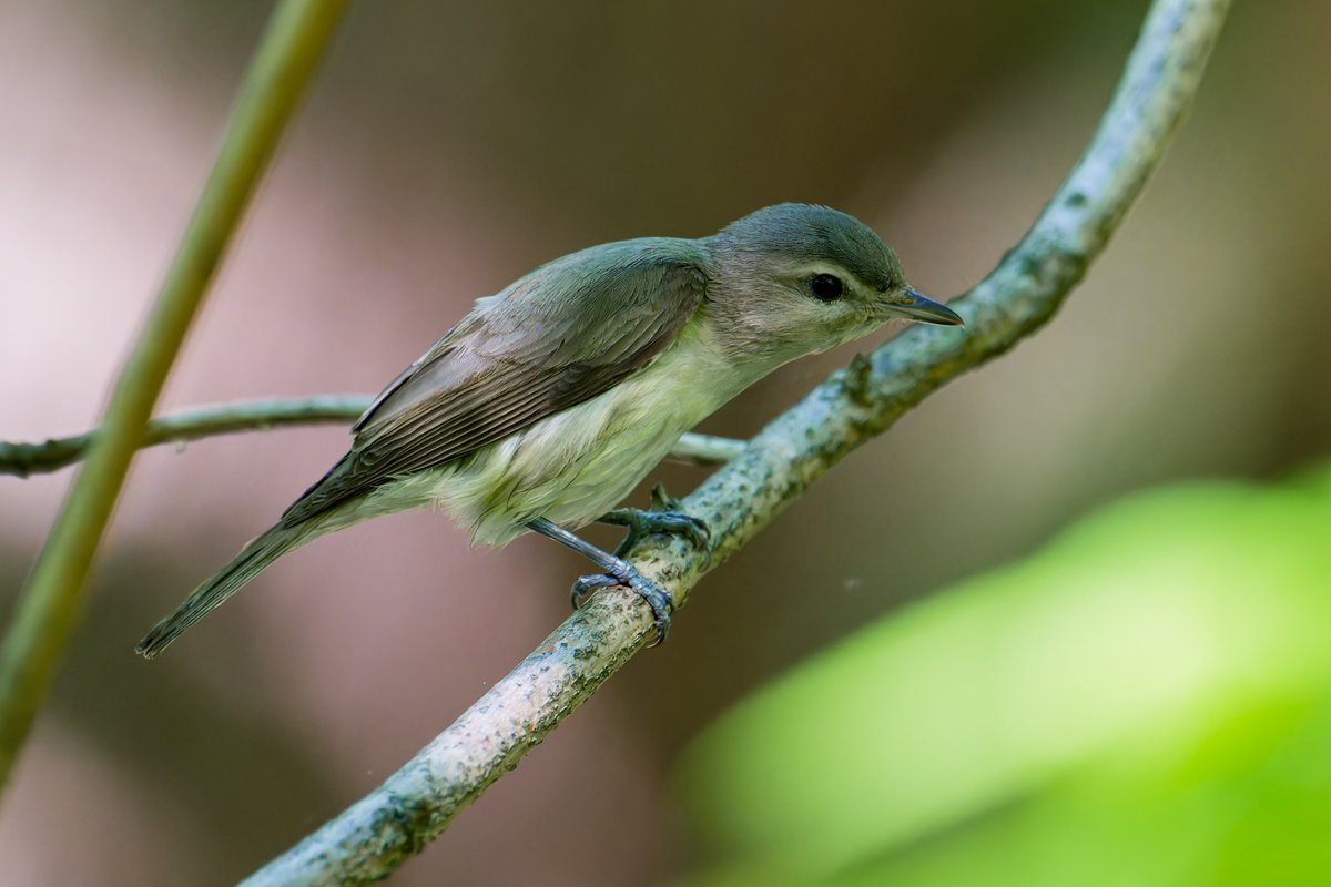 hubbnyc's tweet photo. Warbling Vireo in the Central Park Ramble this morning
#warblingvireo #birdcpp #springmigration2024 #birdphotography #nikonphotography https://t.co/lFWIWjxQCq