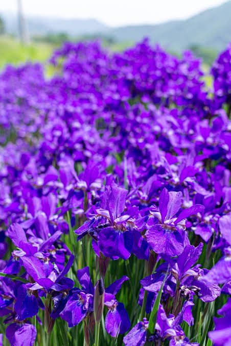 💙✨️💙✨️💙✨️💙✨️💙✨️💙✨️💙✨️💙✨️💙✨️💙✨️

5月も後半ですね𓂃𓂂ꕤ*.ﾟ

素敵な1日を🌷🌸🤗

☘️♡ ✽.｡.:・ﾟ ✽☘️♡ ✽.｡.:・ﾟ ✽☘️☘️♡ ✽.｡.:・ﾟ ✽☘️♡ ✽.｡.:・ﾟ ✽☘️